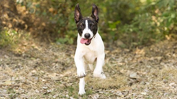 Vantagens do óleo de salmão para cães