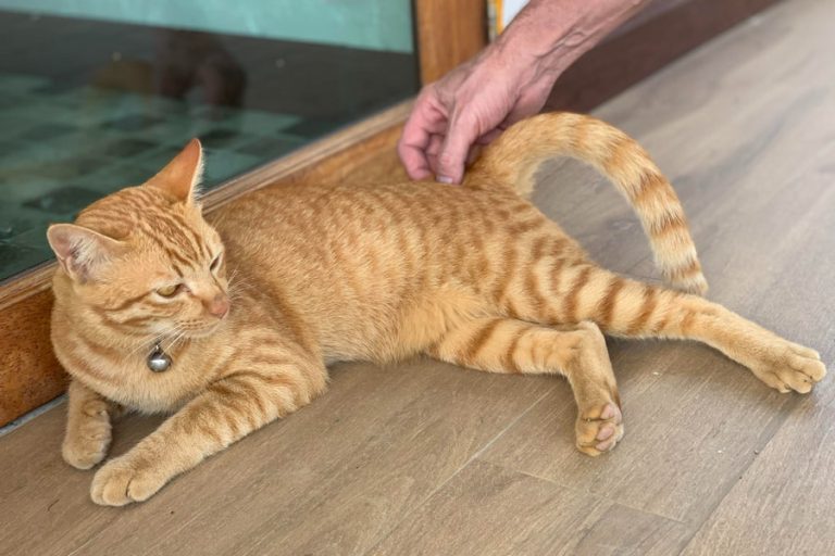 Alergia nos gatos: sintomas e tratamentos