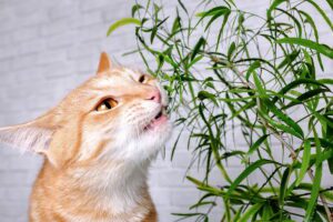 plantas boas para gatos e os seus benefícios