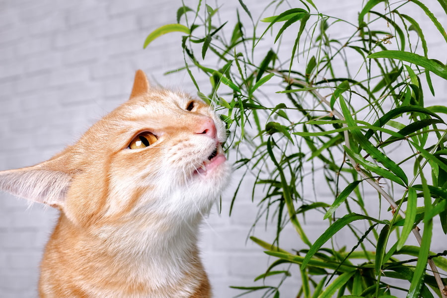 plantas boas para gatos e os seus benefícios