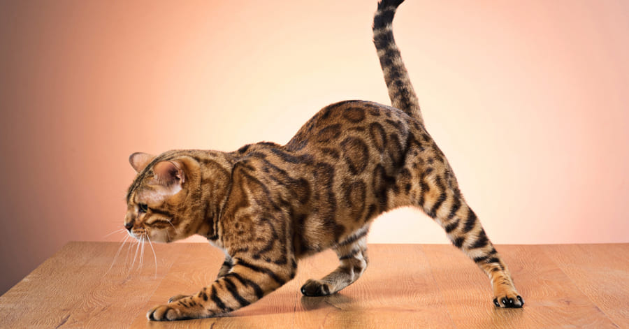 Saiba mais sobre os tipos de alergias nos gatos
