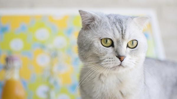 Kawaii toalhas de gato do bebê verão bonito gatinho jogar jogo toalhas de  banho toalhas de