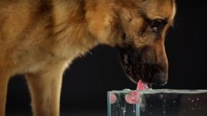 Cães a beber agua em câmara lenta