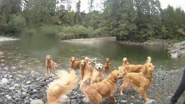 Cães que desfrutam do seu banho
