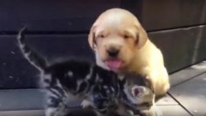 Cão quer ser amigo de um gato