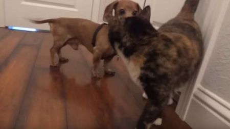 Cão quer ser amigo de um gato