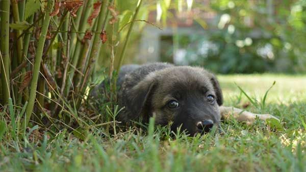 O meu cão come as suas fezes: tratamento para a coprofagia canina