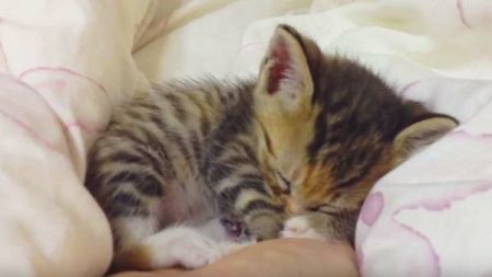 Gatinho adormece na mão