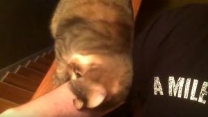 Gato pede mimos