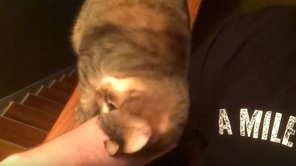 Gato pede mimos
