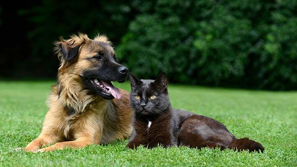 Vacinas obrigatórias para cães e gatos dependendo para onde fores viajar
