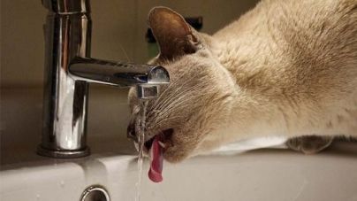 Como ajudar nosso gato a desfrutar do verão