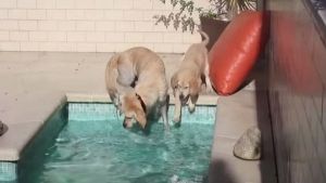 Cachorro Golden Retriever aprende a nadar com a sua mãe