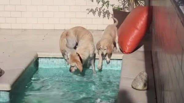Cachorro Golden Retriever aprende a nadar com a sua mãe