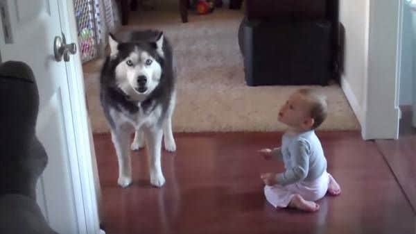 Husky imita o chamado de um bebé