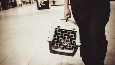 Dicas para colocar o teu gato na caixa de transporte