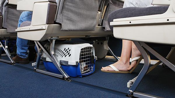Viajar com cães de avião