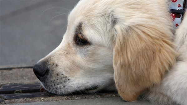 Porque é que o teu cão vomita espuma amarela