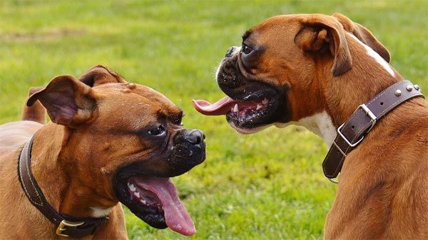 Características do boxer