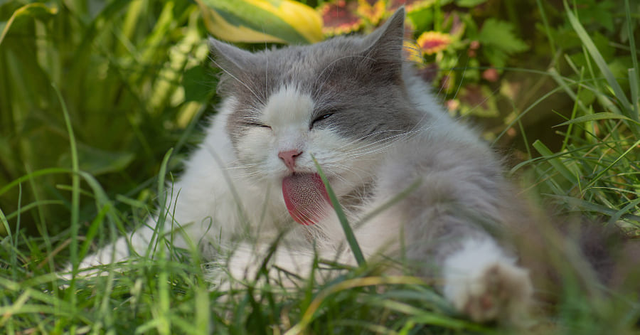 Principais causas pelas quais um gato se lambe muito
