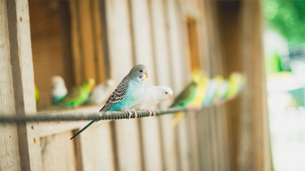 Criação de aves: suplementos vitamínicos