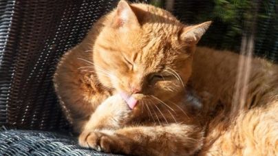 O meu gato lambe-se muito, qual é o motivo?