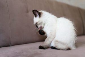 O meu gato lambe‑se muito: a que se deve? Causas e soluções