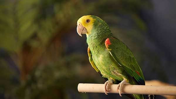 Os melhores brinquedos para aves