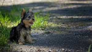 Parasitas externos em cães no inverno