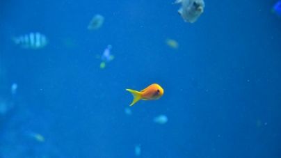 O meu peixe não quer comer