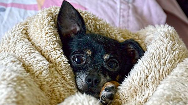 Temperatura corporal em animais