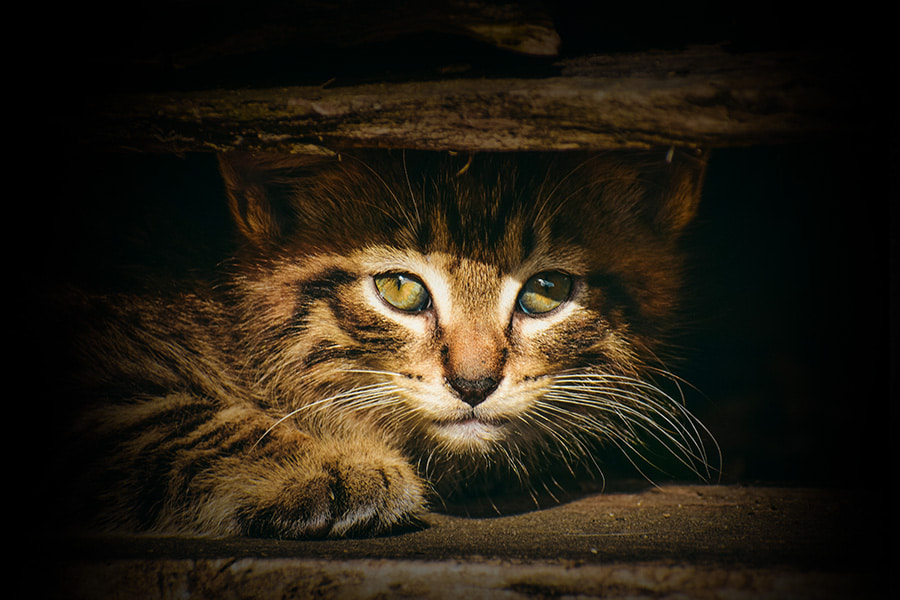 O que fazer se encontrar um gato abandonado?
