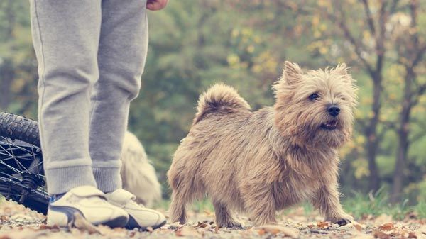 Benefícios de ter cães e crianças em casa