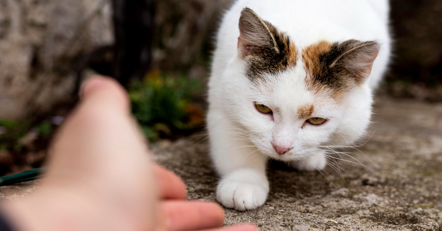 Ganhar a confiança de um gato abandonado