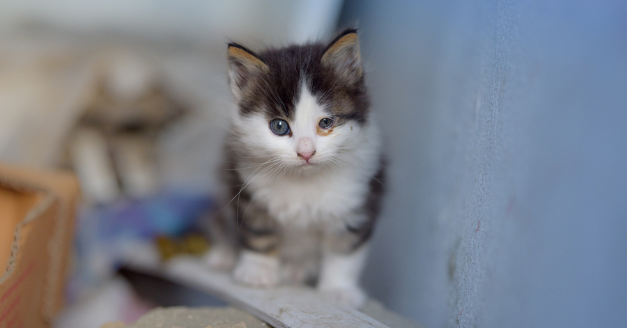 Deve fazê-lo se encontrar um gatinho recém-nascido abandonado.