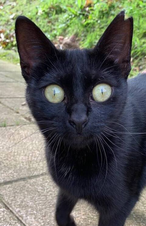 Passos a dar se encontrar um gato abandonado