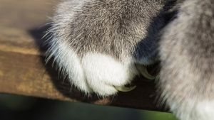 Por que é que os gatos afiam as unhas das patas dianteiras?