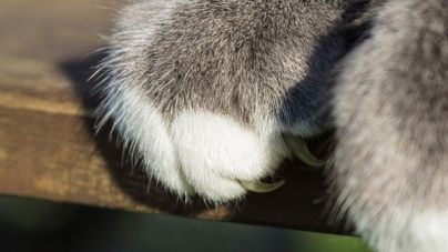 Por que é que os gatos afiam as unhas das patas dianteiras?