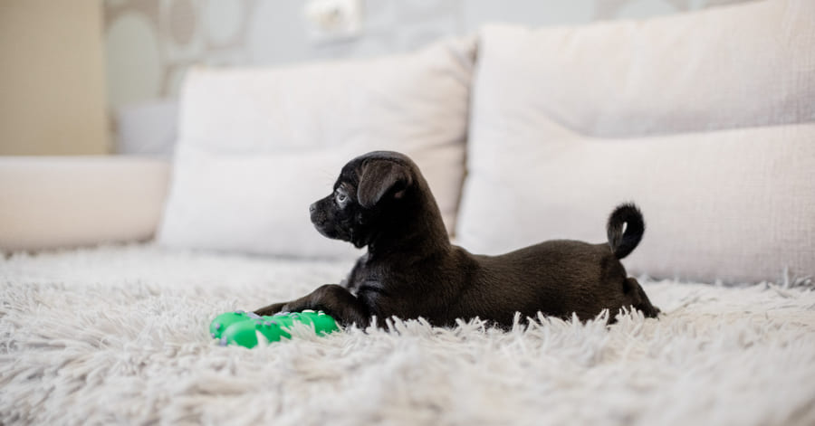 Como brincar com um cachorro sem que ele morda e durante quanto tempo