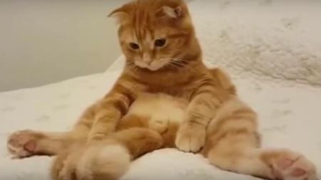 Gatinhos descobrindo a sua cauda