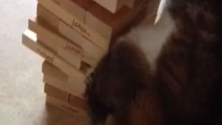 Gato a jogar com Jenga