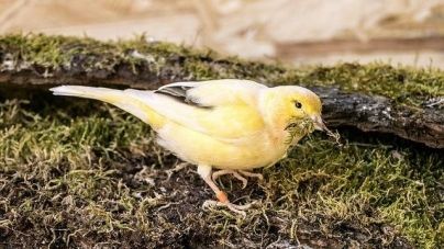Como saber se o teu canário é macho ou fêmea