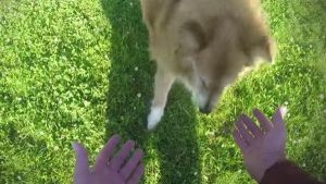 Troques de magia para cães
