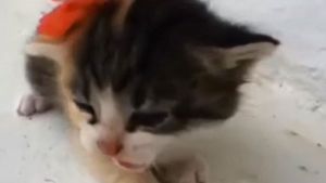 Ver vídeos de gatinhos é bom para a saúde