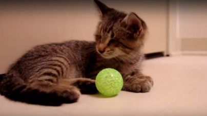 Um pequeno gatinho dá-nos uma grande lição