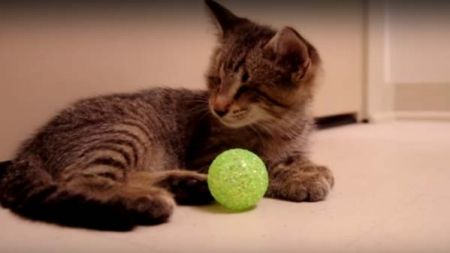 Um pequeno gatinho dá-nos uma grande lição