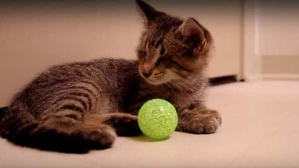 gatinho da nos grande licao