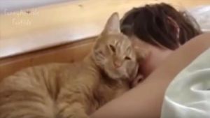 gato despertador