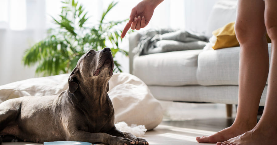 Dicas para impedir o seu cão de urinar em casa
