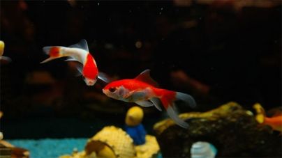 É difícil cuidar de um aquário pequeno?